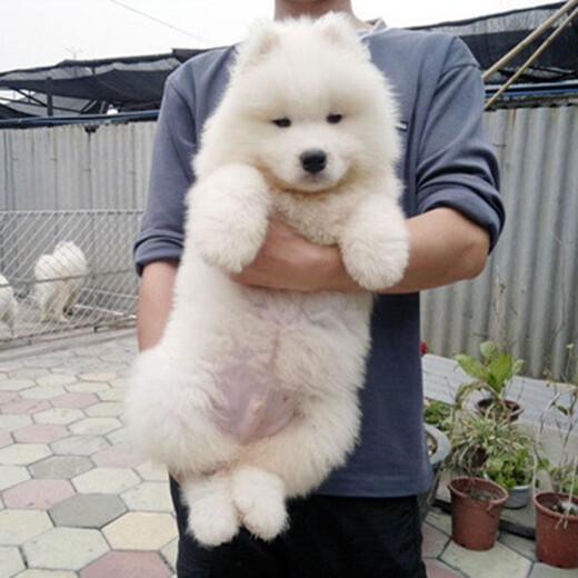 与狗狗照相:捕捉毛孩子们的温馨瞬间