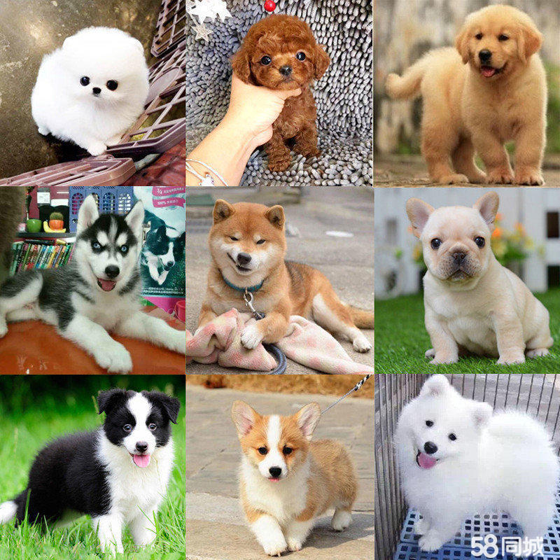 猫咪要生的征兆:关注母猫的特殊时刻